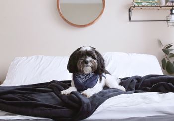Pet-friendly building in calgary